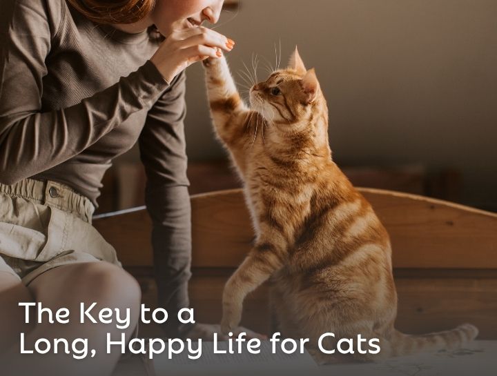 The Key to a Long, Happy Life for Cats