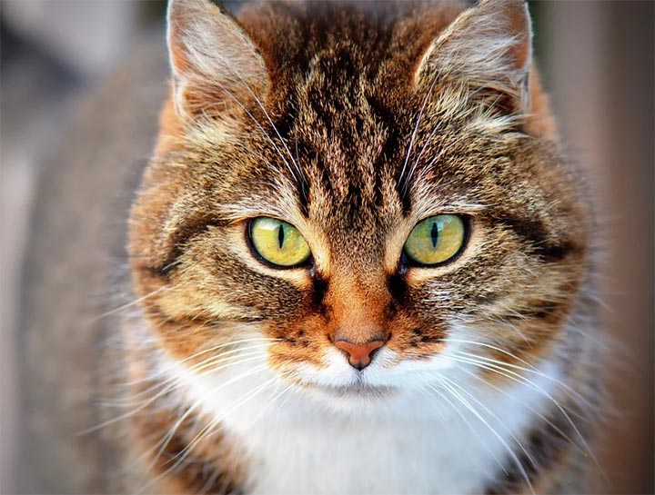 Management of Feline Hyperthyroidism